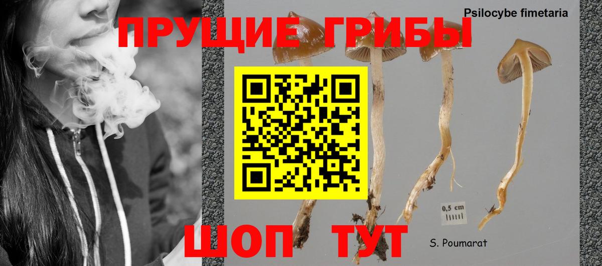 Галлюциногенные грибы GOLDEN TEACHER  Вход с VPN  Галлюциногенные грибы Cubensis  купить   Лыткарино 